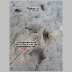 DSCN0541cr Resembles sauropod manus.jpg